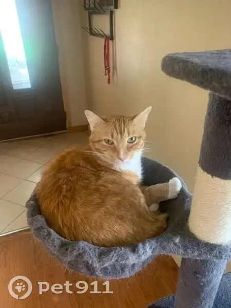 Lost cat, Brookfield, Wisconsin - orange tabby with white socks - photo
