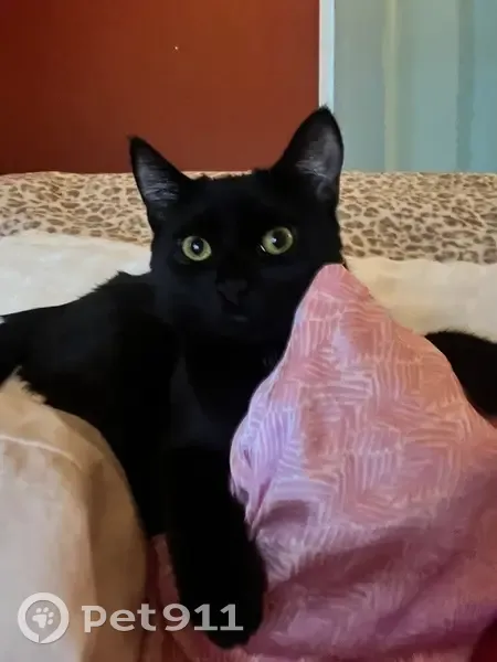 Lost cat, West Side Road, Conway - female with shiny black coat - photo