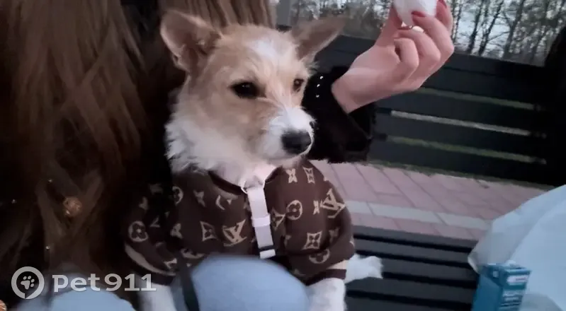 Зникла собака, площа Вічевий Майдан, 2, Коломия - в кофті коричневій - photo