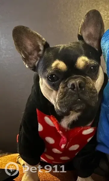 Lost female dog, Pony Soldier Road, Sedona - black with tan markings - photo