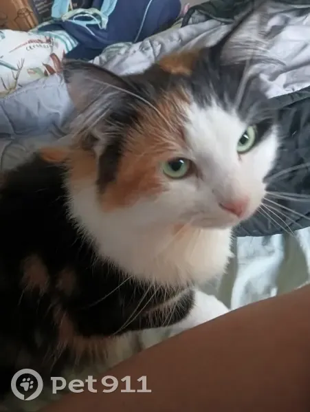 Lost female cat, Melbourne - calico fluffy Maine Coon - photo