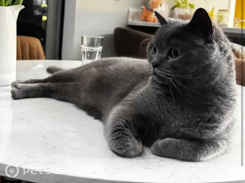 Lost cat, Oakway, 6, Orsett - male British cat - photo