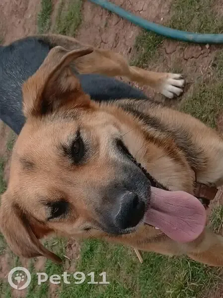 Lost female dog, Snowflake, Arizona - photo