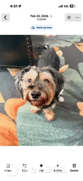 Lost dog, Dolly Drive, 1979, Vineland - female, black and brown - photo