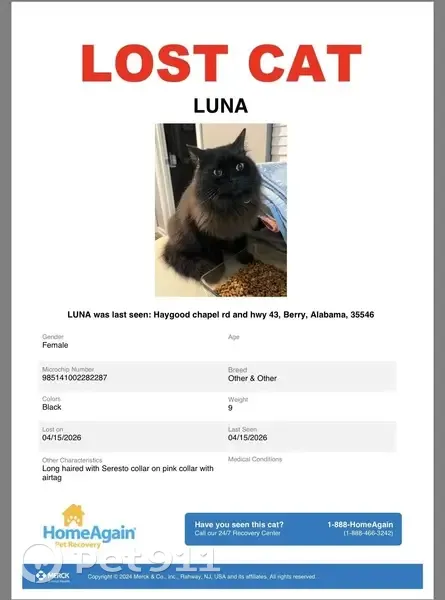 Lost cat, Wenwood Circle, Berry - black long haired with pink AirTag collar - photo