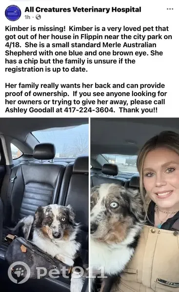 Lost female dog, South 3rd Street, Flippin - Blue Merle Australian Shepherd - photo