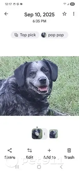 Lost dog, Butterfly Lane, Red Oak - blue picardy spaniel - photo