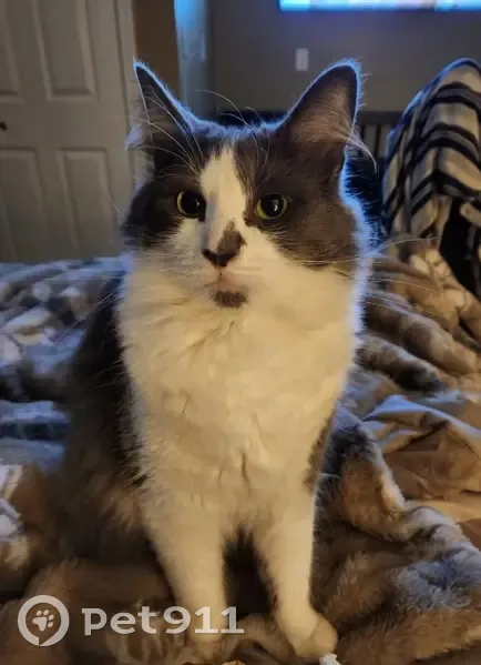 Lost cat, Sunset View Lane, Frederick - male domestic short haired - photo