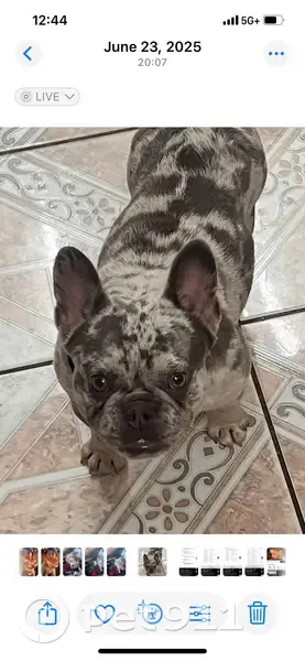 Lost dog, Warr Acres, Omaha - sweet and playful female - photo