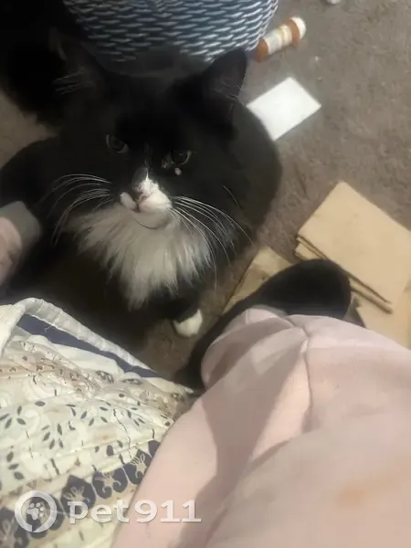 Lost cat, Santa Rosa Drive, 801, Killeen - long hair tuxedo - photo