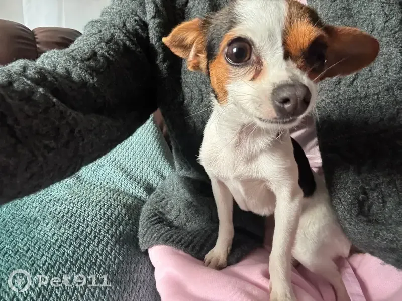 Lost female dog, East Lake Avenue, Watsonville - very shy and scared - photo