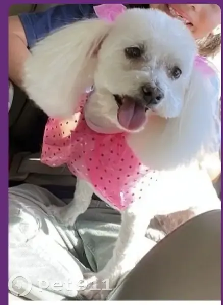 Perdido perro, Veracruz, 580, Zapopan - hembra tímida con cataratas - photo