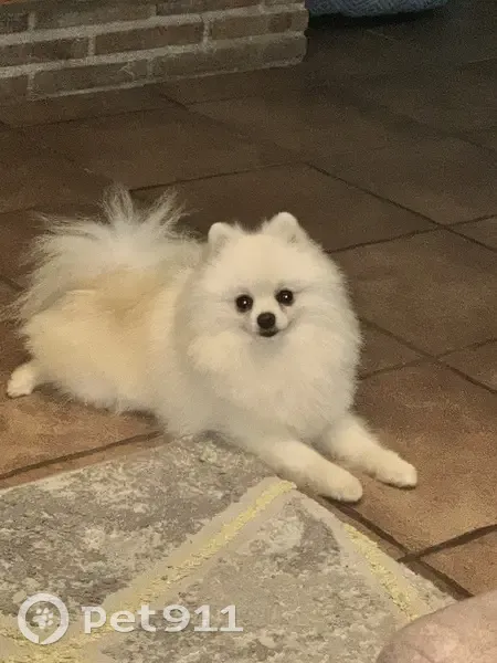 Perro perdido Macho, Roquetas de Mar (sl495586) - photo