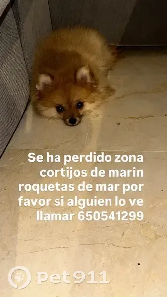 Perdido perro, Cortijos de Marín, Roquetas de Mar - color marrón - photo