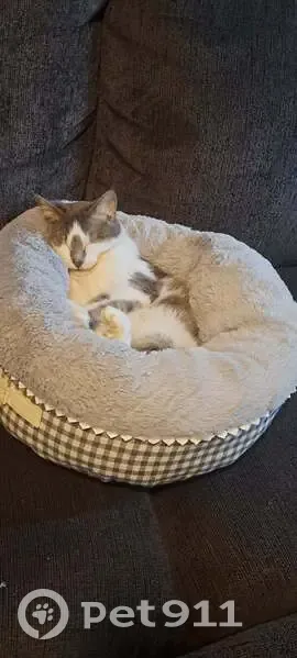 Lost cat, South Main Street, Maquoketa - female, gray and white - photo