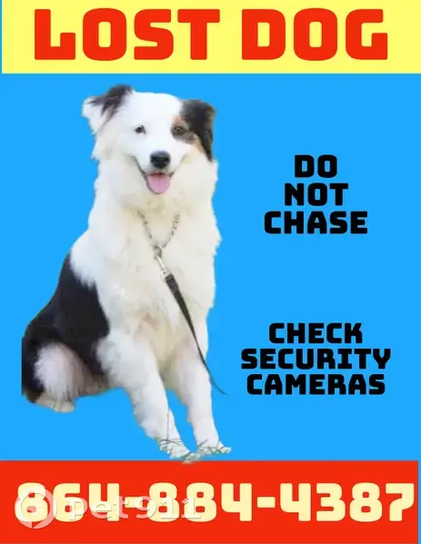 Lost female dog, Northeast Main Street, Simpsonville - photo