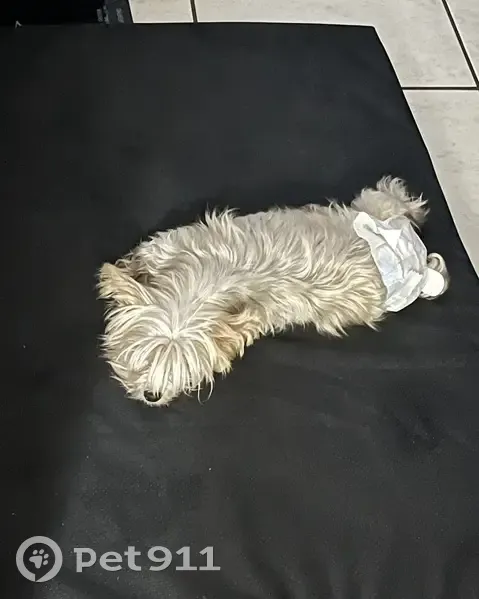 Missing dog Male, Arlington (usl535455) - photo