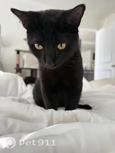 Lost cat, Sapphire Creek Place, Tampa - male with a scar below his left nostril - photo