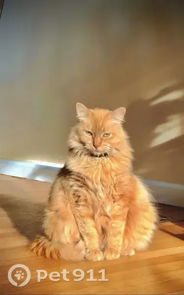 Lost cat, South 4000 West, 3500, West Valley City - orange tabby, very chubby - photo