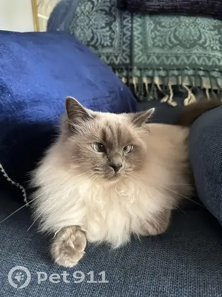 Lost cat, Knowle Way, Rockingham - female ragdoll with a pink collar - photo