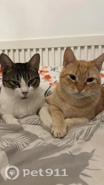 Perdido gato, Camino del Cuervo, 96, La Línea de la Concepción - photo