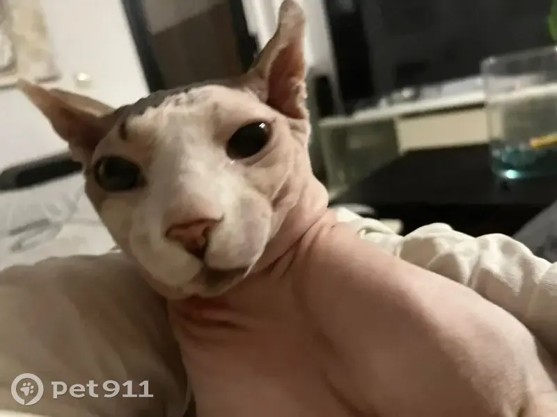 Gato perdido Macho, El Vendrell (sl495589) - photo