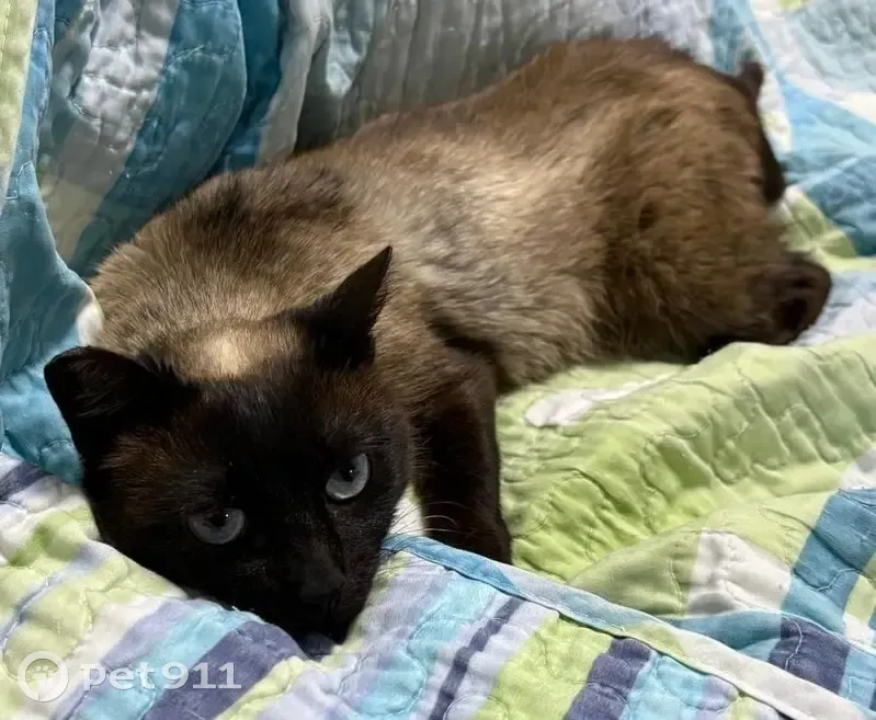 Gato perdido Hembra, Vigo (sl495590) - photo