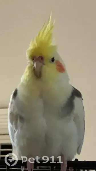 Lost bird, Andretti Avenue, Casey City - yellow and white - photo