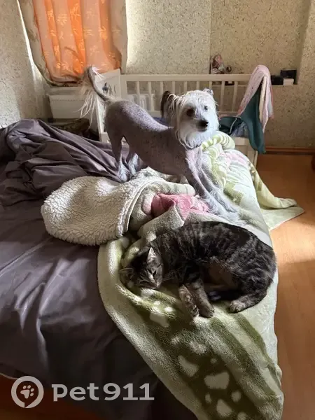 Зникла собака, Старовокзальна вулиця, Кривий Ріг - кобель китайської хохлатої, 13 років - photo