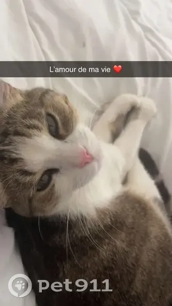 Chat perdu, Boussens, Toulouse - tabby brune noire et blanche - photo