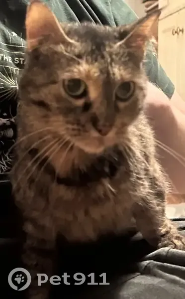 Missing cat Female, Portland (usl535463) - photo