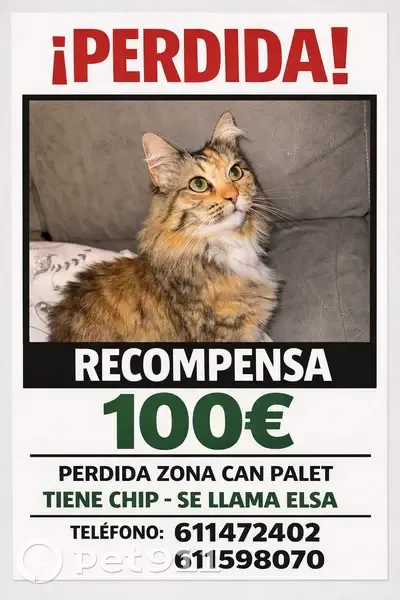 Perdido gato, Carrer del Maresme, Terrassa, Barcelona - hembra tricolor - photo