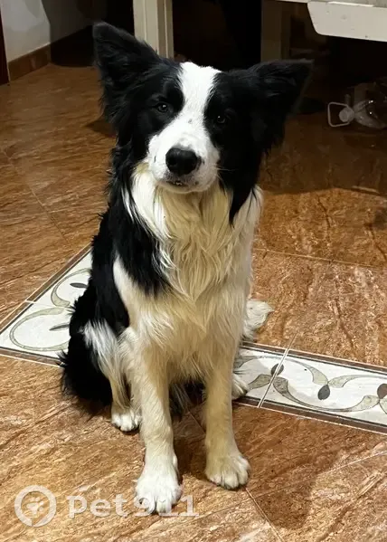 Perdido perro macho, Partida los Llano Almendra Arcos, 99D, Velez-Malaga - color blanco y negro - photo