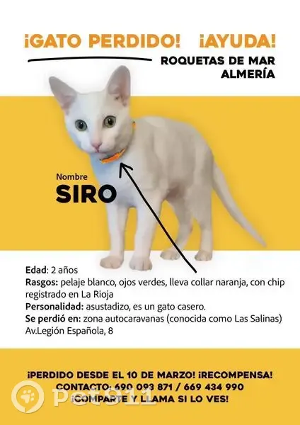 Perdido gato, Avenida Legión Española, 8, Roquetas de Mar, Logroño - asustadizo y casero - photo