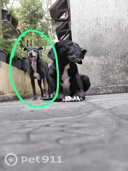 Cachorro perdido Fêmea (brl002668) - photo