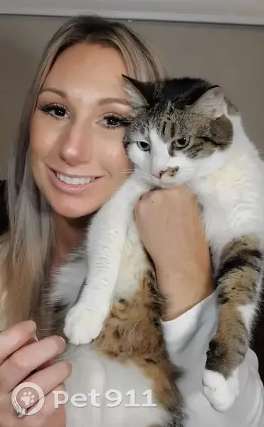 Lost cat, Drew Street, 6, Augusta - gray and white, indoor only - photo