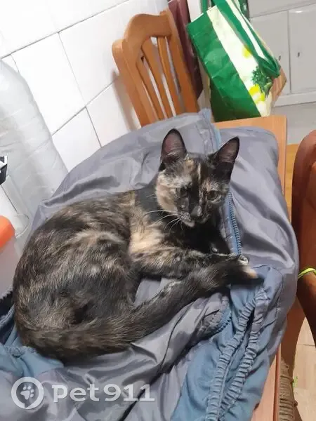 Perdido gato, Carrer Doctor Álvaro Esquerdo, 63, Villajoyosa - cara de dos colores - photo