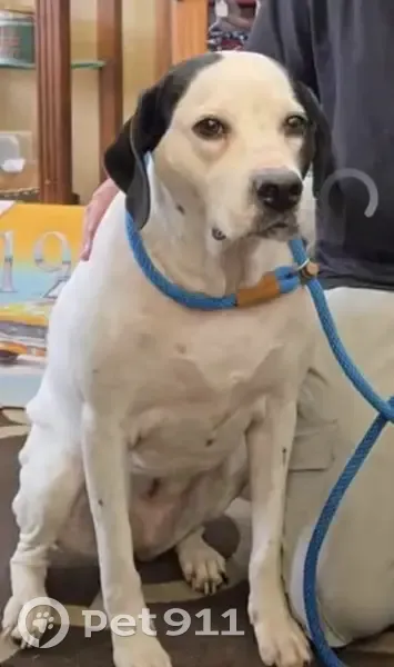 Lost dog, Montauk Highway, 609, Bayport - female, white with black ears - photo