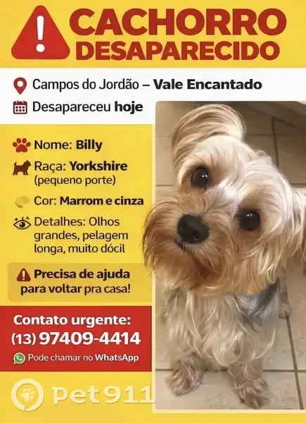 Cachorro perdido (brl002669) - photo