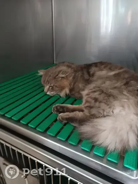 Chat trouvé, Rue de la Chauvinerie, Montsûrs - angora gris - photo