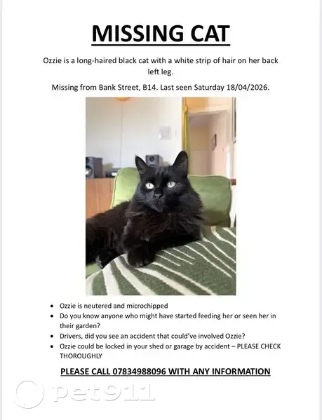 Lost cat, Bank Street, Bournville - female, neutered and chipped - photo