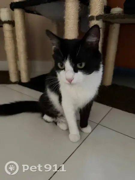 Gato desaparecido Fêmea (brl002670) - photo