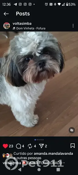 Cachorro perdido Macho (brl002671) - photo