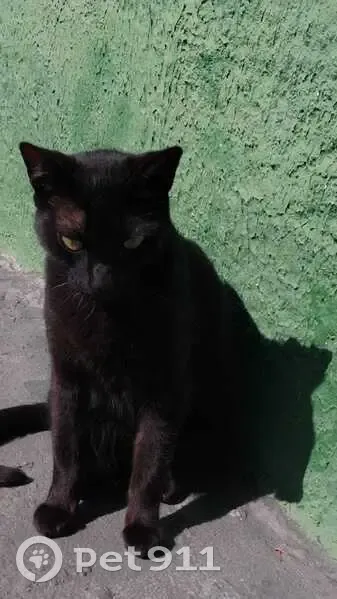 Gato desaparecido Fêmea (brl002672) - photo