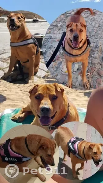 Perdido perro hembra, Esquivel, La Rinconada - color marrón claro - photo