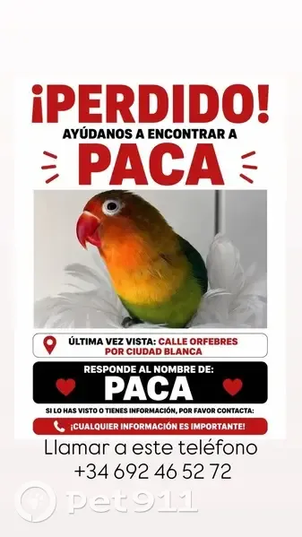 Perdida ave, Calle Orfebres, Dos Hermanas, Chiclana de la Frontera - photo