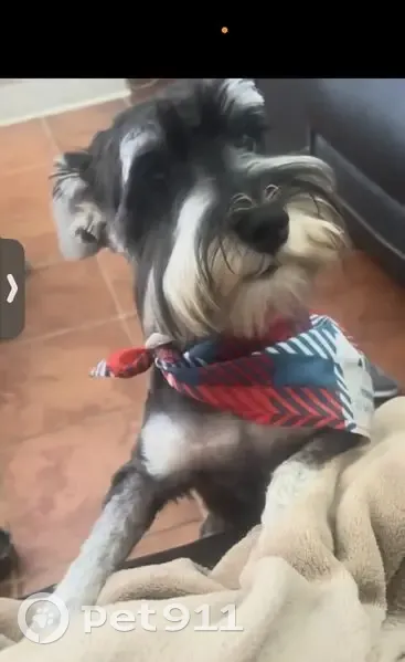 Lost male dog, Telephone Road, Lancaster - black and white - photo