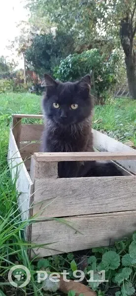 Зникла кішка, Нагірна вулиця, 80, Вінниця - чорна пухнаста - photo