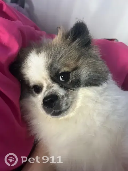 Lost dog, Palm Desert, California - black spot around tail - photo