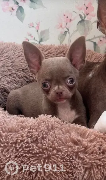 Зникла собака, Бориспіль - photo